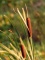 Cattails