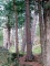 Jay Cooke State Park Path, near Carlton, MN